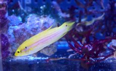 画像3: 【海水魚】【通販】フタホシキツネベラ (1匹) 5-7cm前後(サンプル画像）（生体）(海水魚)（サンゴ） (3)