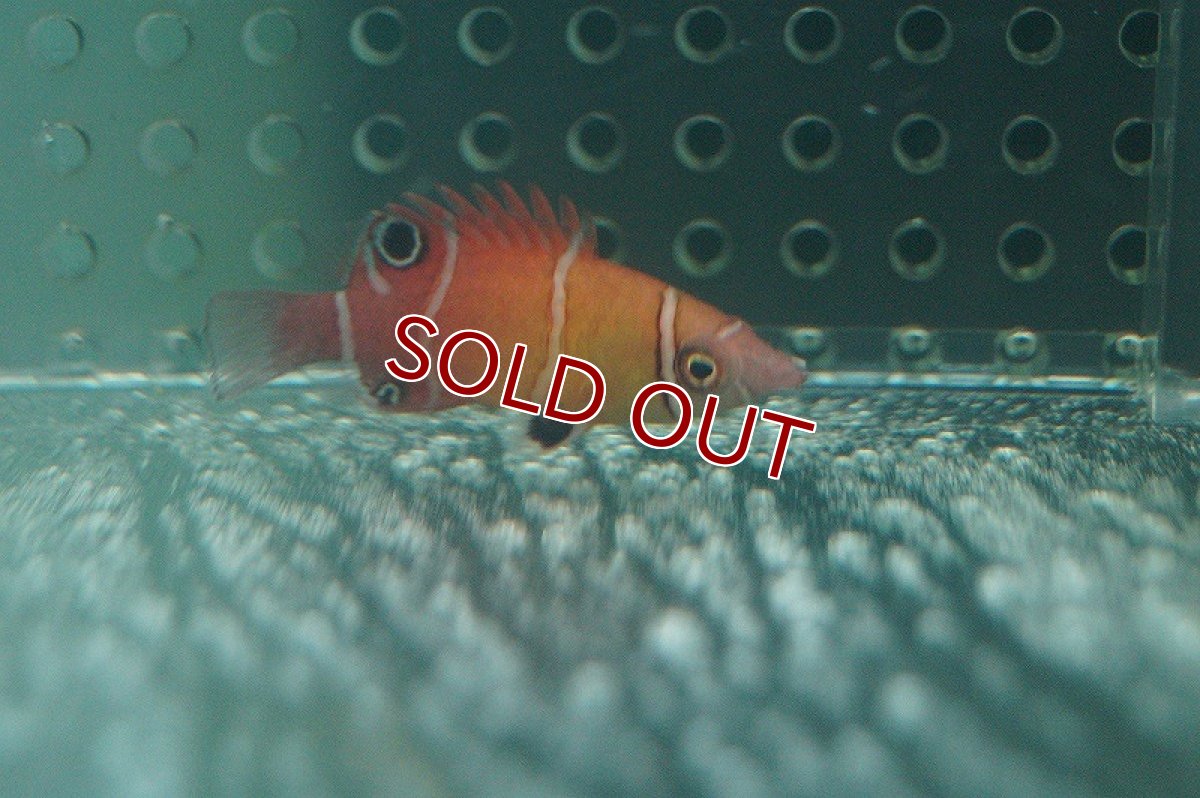 画像2: 【海水魚】ハシナガベラ(1匹)±3-4cm(サンプル画像）（生体）(海水魚)（サンゴ） (2)