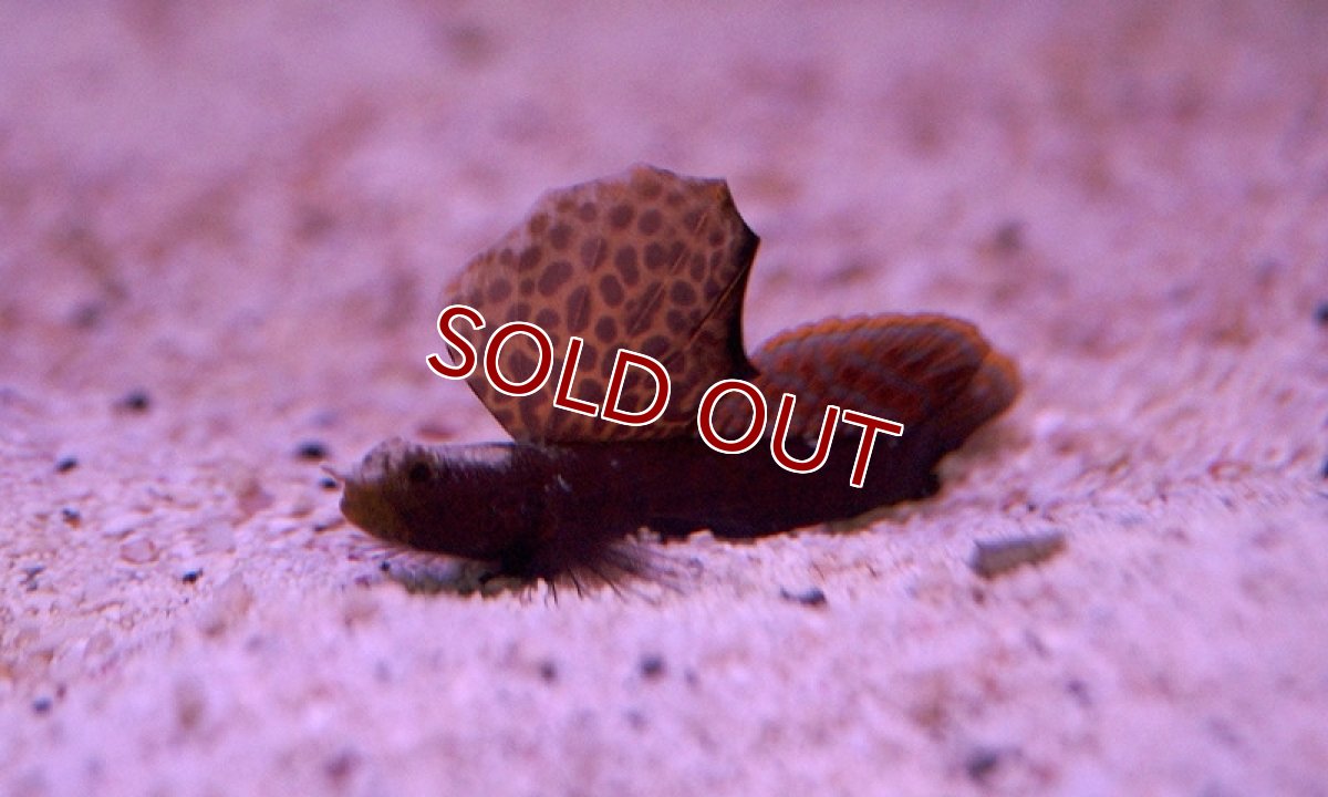 画像2: 【海水魚】ホタテツノハゼ(1匹)±4cm　(サンプル画像）（生体）(海水魚)（サンゴ） (2)