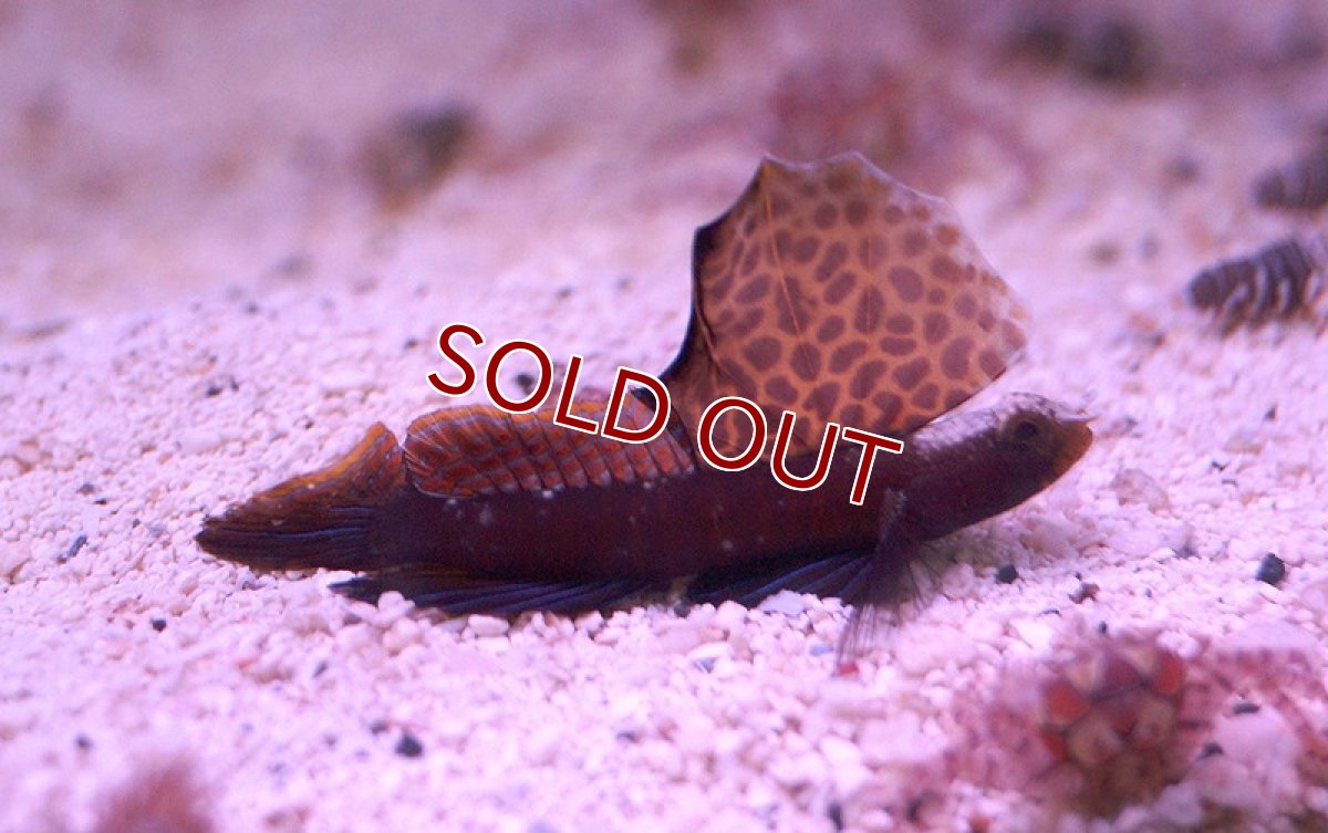 画像3: 【海水魚】ホタテツノハゼ(1匹)±4cm　(サンプル画像）（生体）(海水魚)（サンゴ） (3)