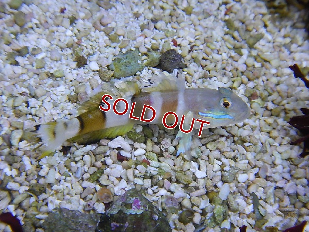 画像2: 【海水魚】ササハゼ(1匹)±5-8cm(サンプル画像）（生体）(海水魚)（サンゴ） (2)