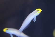 画像1: 【海水魚】【通販】アカハチハゼ（２匹）±6-8cm(サンプル画像）（生体）(海水魚)（サンゴ） (1)