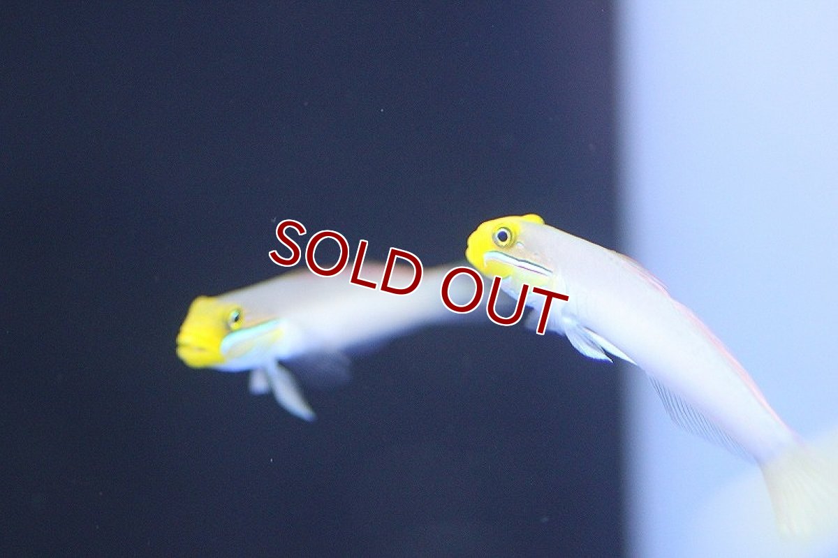 画像2: 【海水魚】アカハチハゼ（２匹）±6-8cm(サンプル画像）（生体）(海水魚)（サンゴ） (2)