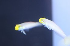 画像2: 【海水魚】【通販】アカハチハゼ（２匹）±6-8cm(サンプル画像）（生体）(海水魚)（サンゴ） (2)