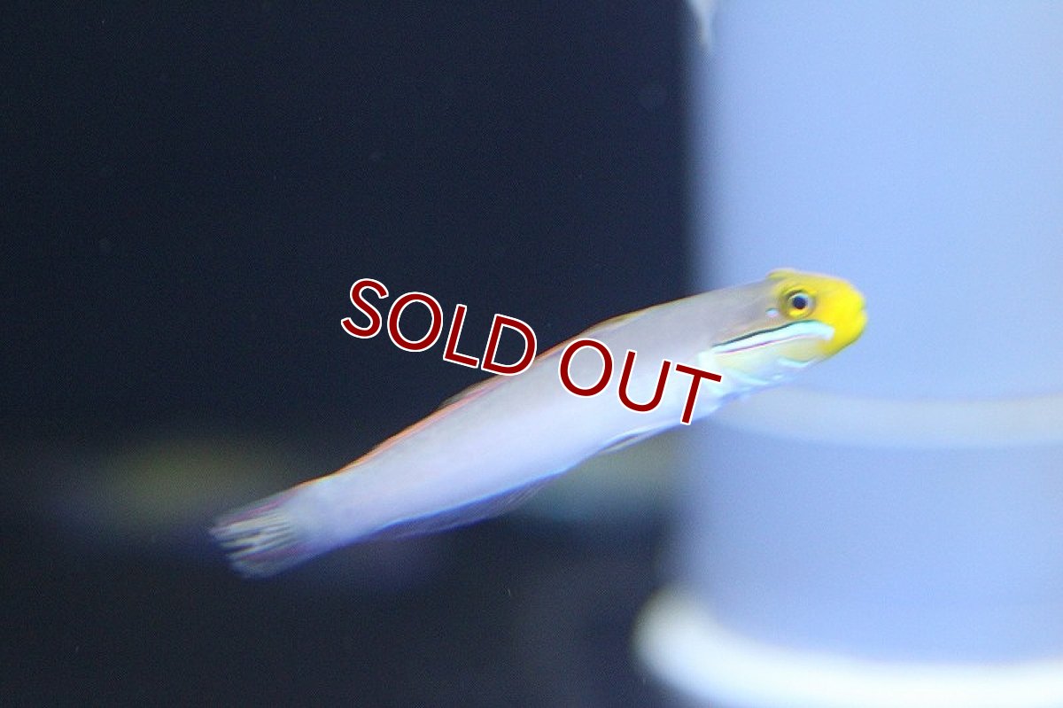 画像3: 【海水魚】アカハチハゼ（２匹）±6-8cm(サンプル画像）（生体）(海水魚)（サンゴ） (3)