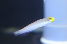 画像3: 【海水魚】【通販】アカハチハゼ（２匹）±6-8cm(サンプル画像）（生体）(海水魚)（サンゴ） (3)