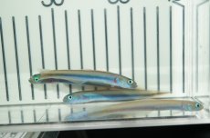 画像2: 【海水魚・ハゼ】【通販】クロユリハゼsp.(1匹)(サンプル画像）（生体）(海水魚)（サンゴ） (2)