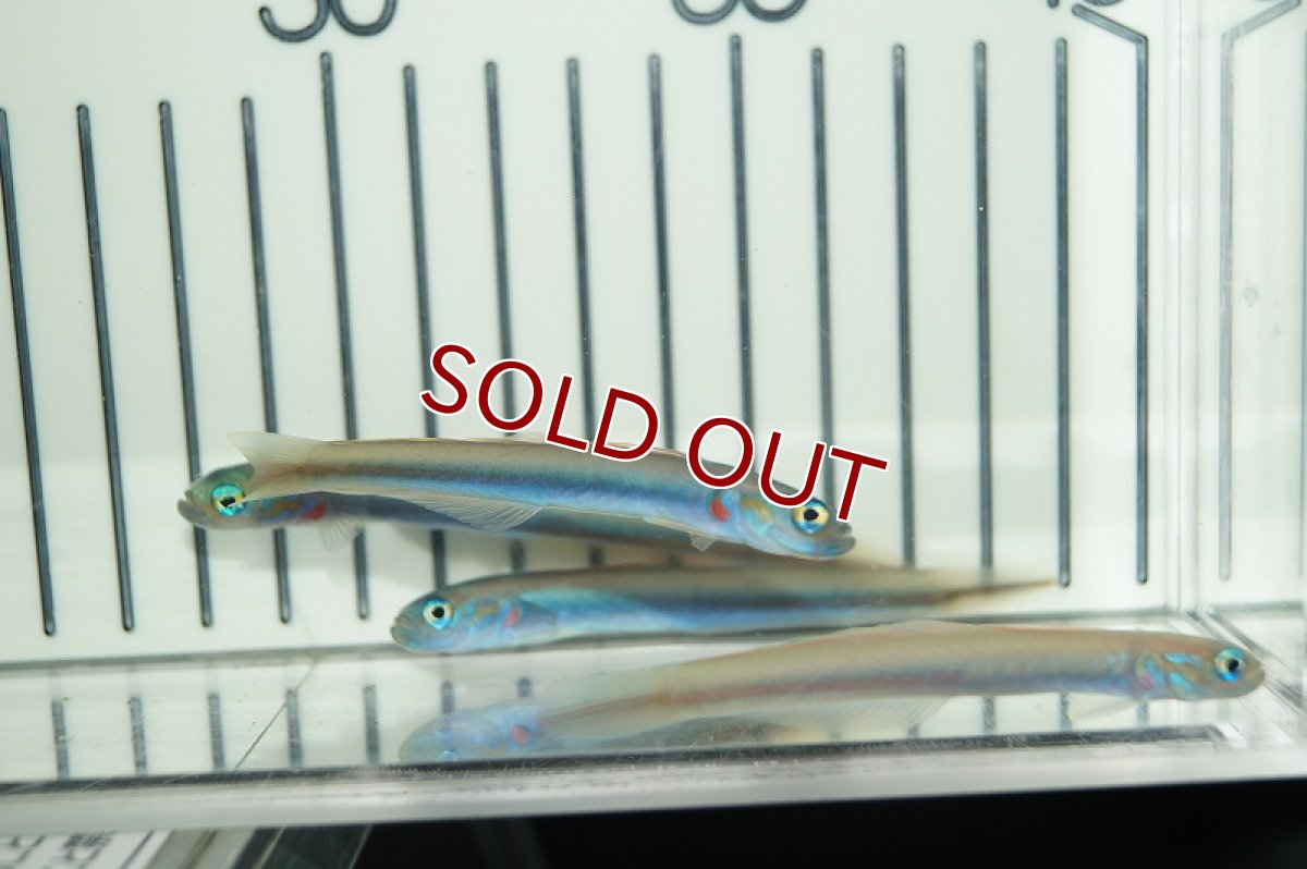 画像2: 【海水魚・ハゼ】クロユリハゼsp.（3匹セット）(サンプル画像）（生体）(海水魚)（サンゴ） (2)