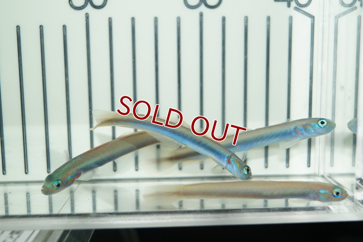 画像3: 【海水魚・ハゼ】クロユリハゼsp.（3匹セット）(サンプル画像）（生体）(海水魚)（サンゴ） (3)