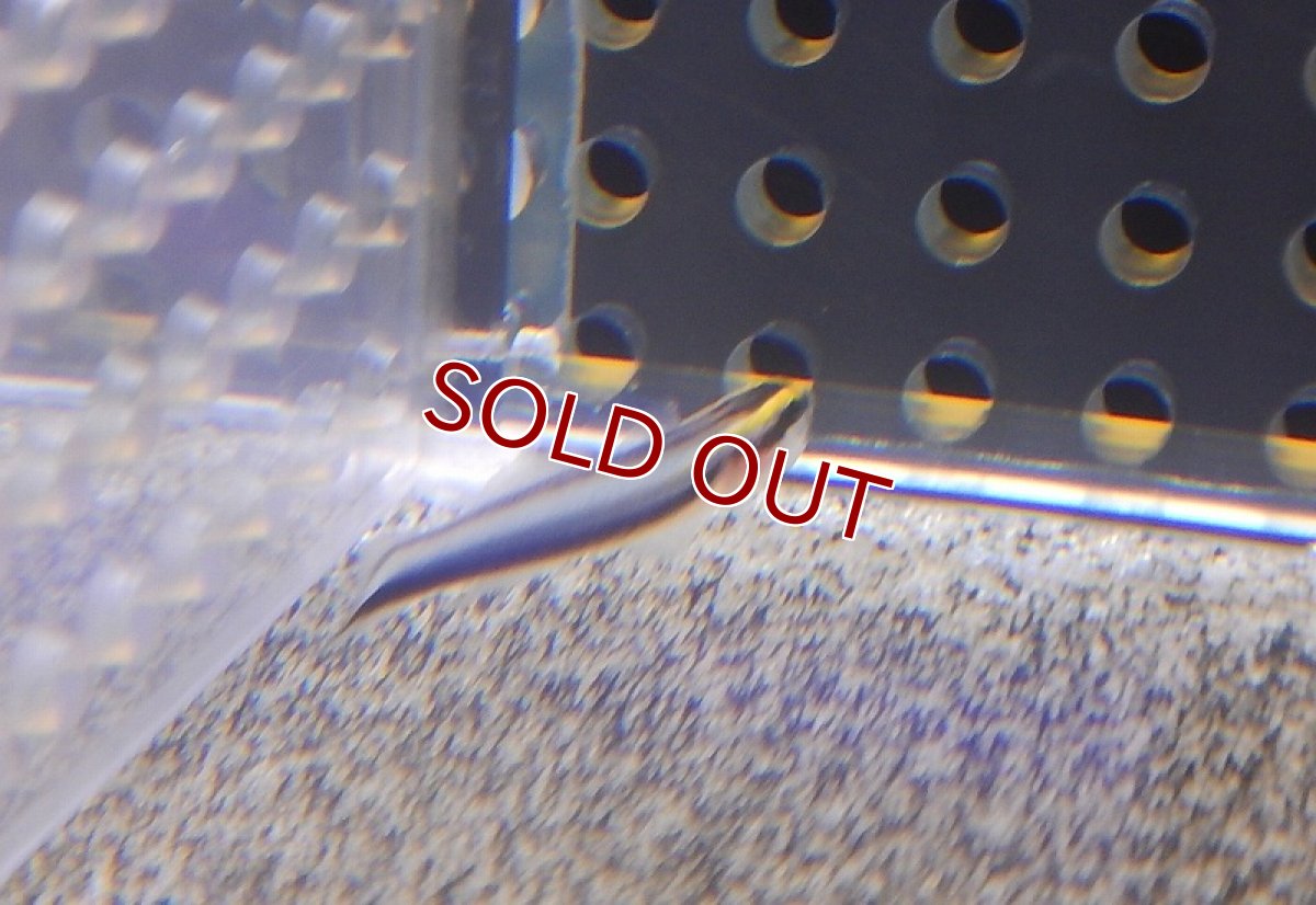 画像2: 【海水魚・ハゼ】シャークノーズゴビー(1匹)±3-3.5ｃｍ(サンプル画像）（生体）(海水魚)（サンゴ） (2)