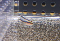 画像3: 【海水魚・ハゼ】【通販】シャークノーズゴビー(1匹)±3-3.5ｃｍ(サンプル画像）（生体）(海水魚)（サンゴ） (3)