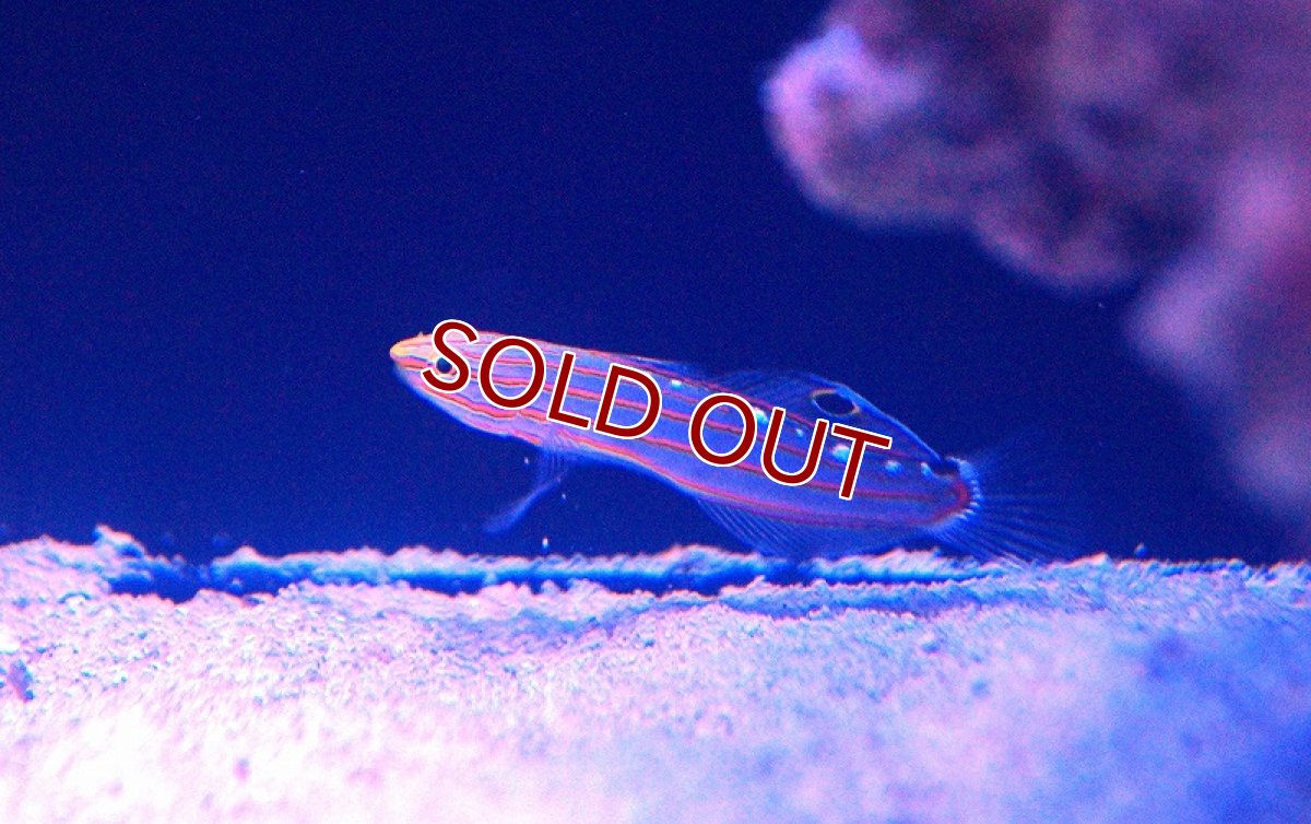 画像2: 【海水魚・ハゼ】レインフォーズゴビー(1匹)±4cm(サンプル画像）（生体）(海水魚)（サンゴ） (2)