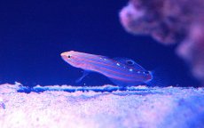 画像2: 【海水魚・ハゼ】【通販】【通販】レインフォーズゴビー(1匹)±4cm(サンプル画像）（生体）(海水魚)（サンゴ） (2)