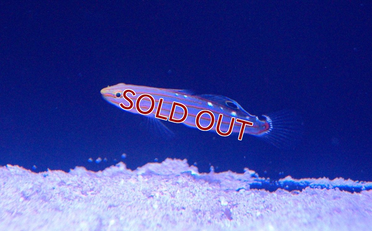 画像3: 【海水魚・ハゼ】レインフォーズゴビー(1匹)±4cm(サンプル画像）（生体）(海水魚)（サンゴ） (3)