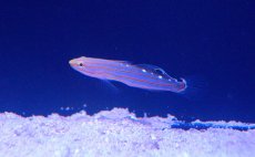 画像3: 【海水魚・ハゼ】【通販】【通販】レインフォーズゴビー(1匹)±4cm(サンプル画像）（生体）(海水魚)（サンゴ） (3)