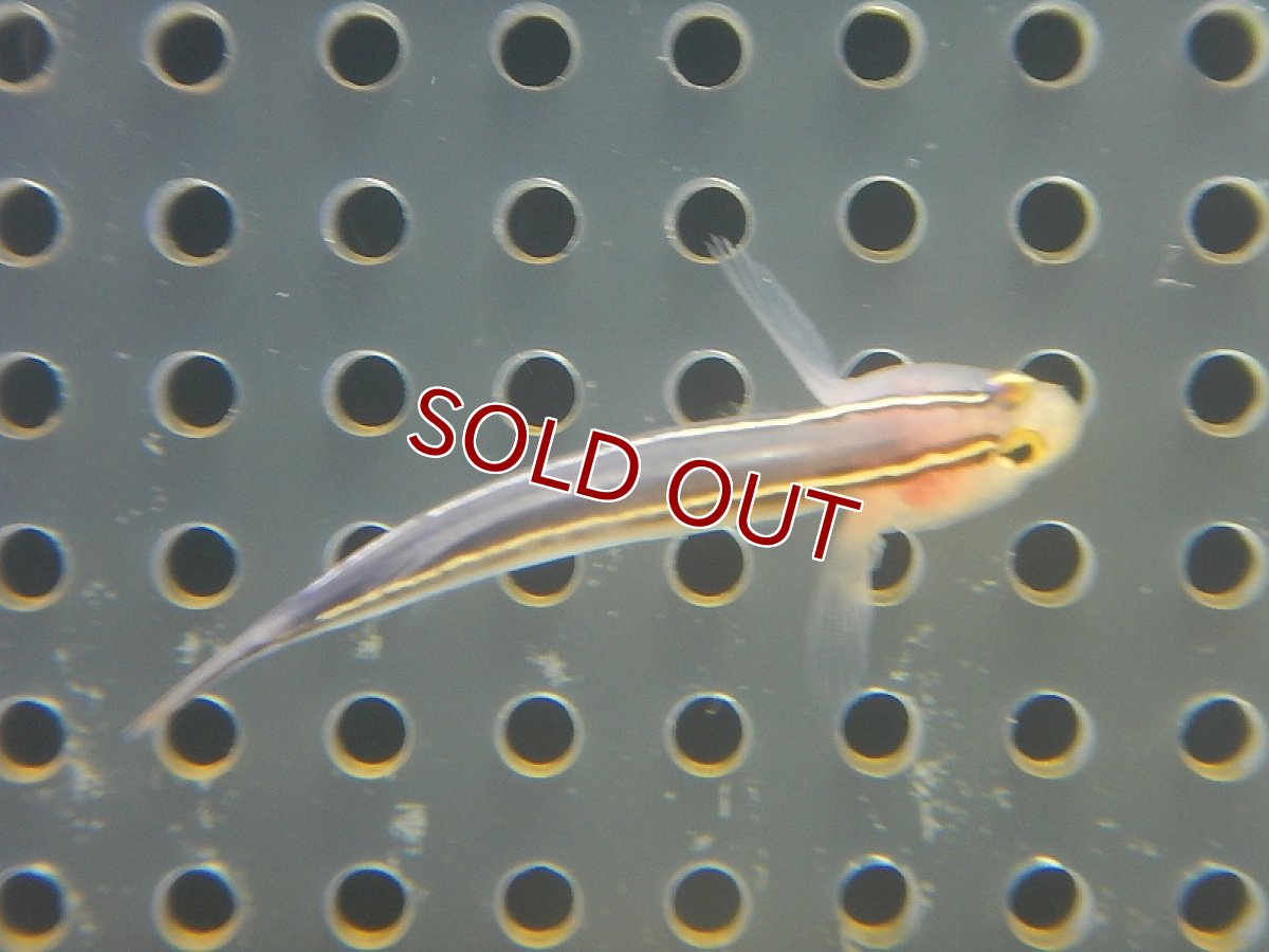 画像2: 【海水魚・ハゼ】イエロープロウゴビー（ブリード）(1匹)±3-4cm(サンプル画像）（生体）(海水魚)（サンゴ） (2)