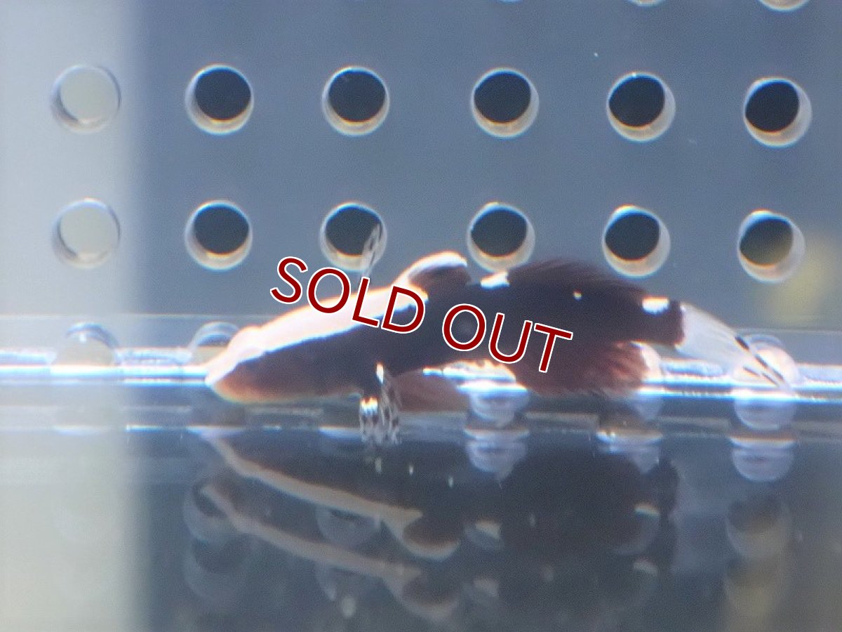 画像2: 【海水魚・ハゼ】オドリハゼ（1匹）（±2.5-3cm）（サンプル画像）（生体）(海水魚) (2)