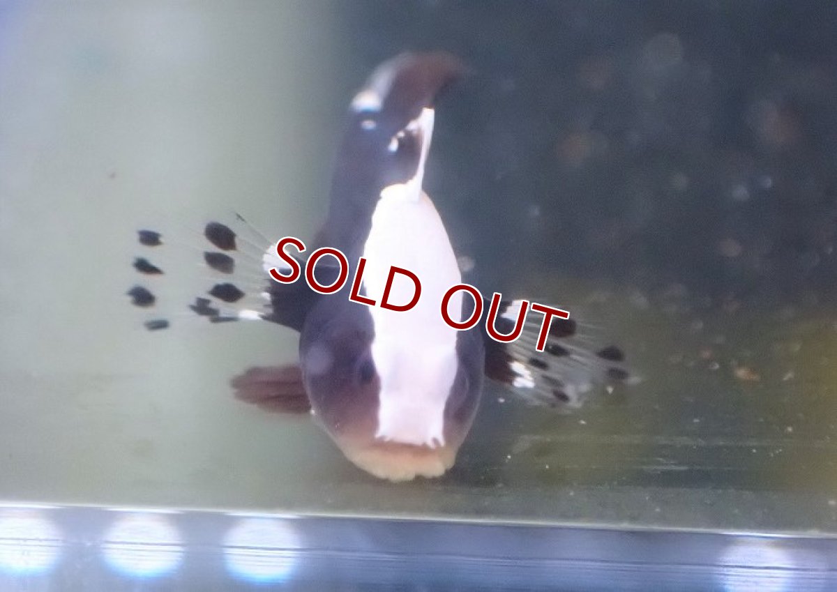 画像3: 【海水魚・ハゼ】オドリハゼ（1匹）（±2.5-3cm）（サンプル画像）（生体）(海水魚) (3)