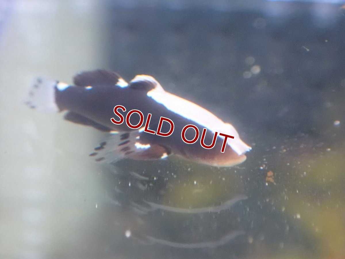 画像5: 【海水魚・ハゼ】オドリハゼ（1匹）（±2.5-3cm）（サンプル画像）（生体）(海水魚) (5)