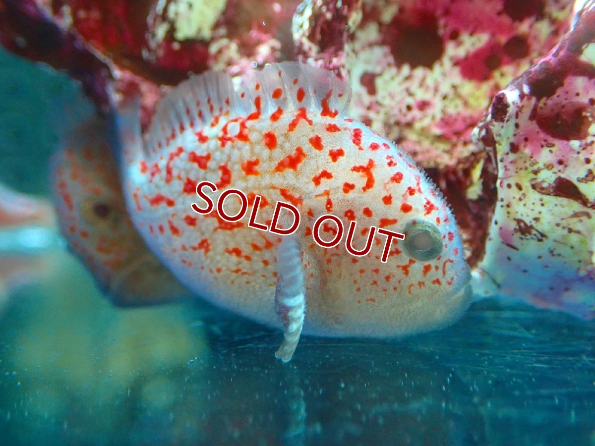 画像2: 【海水魚・ハゼ】可愛い♪ダンゴオコゼ【1匹】（±3-3.5cm）（サンプル画像）（生体）(海水魚)（サンゴ） (2)