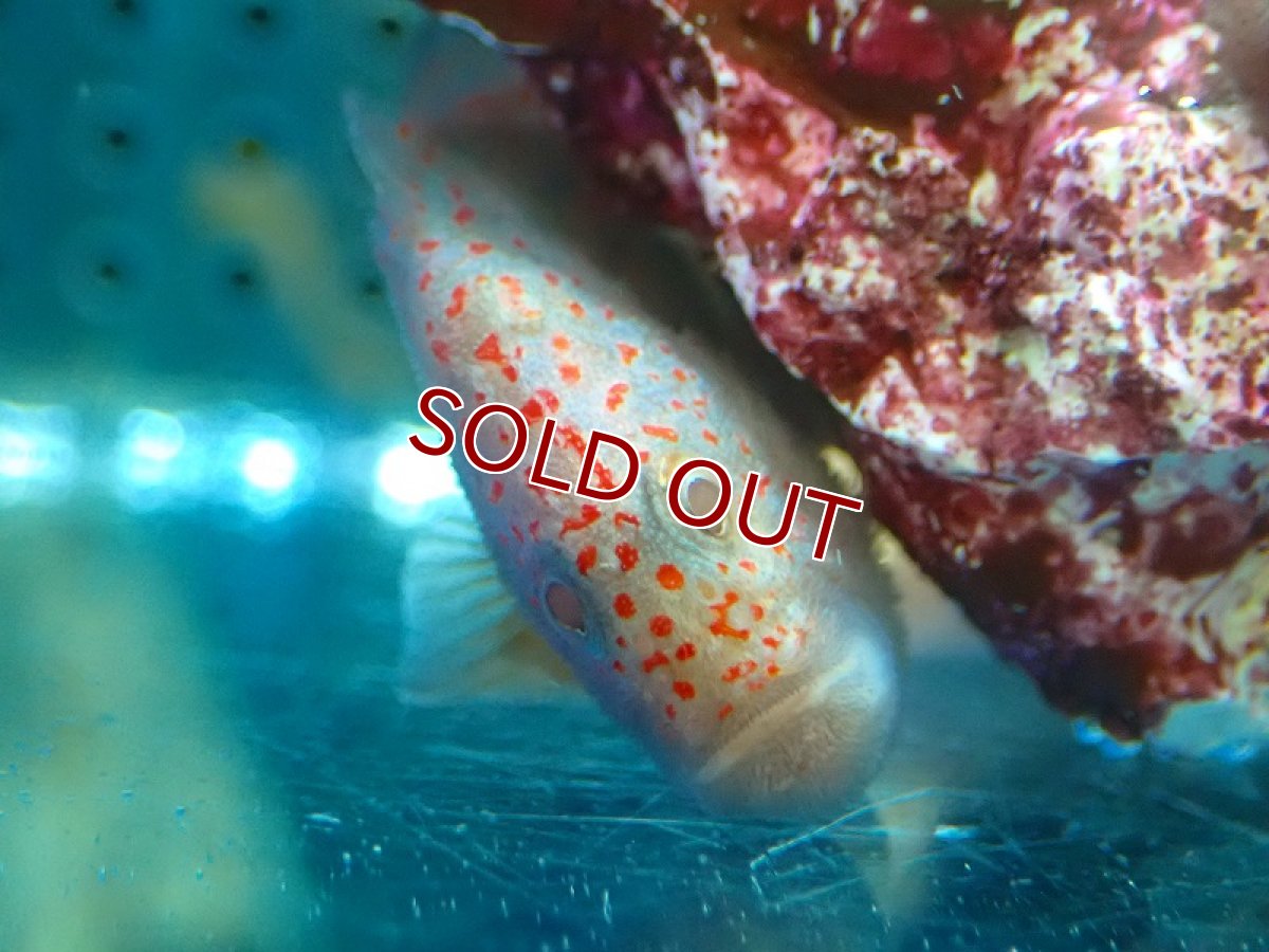 画像3: 【海水魚・ハゼ】可愛い♪ダンゴオコゼ【1匹】（±3-3.5cm）（サンプル画像）（生体）(海水魚)（サンゴ） (3)