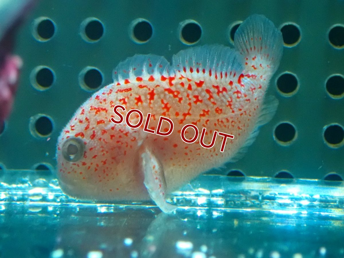 画像2: 【海水魚】可愛い♪ダンゴオコゼ＆トラペツィアクラブ【ペア】（±3.5cm）（サンプル画像）（生体）(海水魚)（サンゴ） (2)