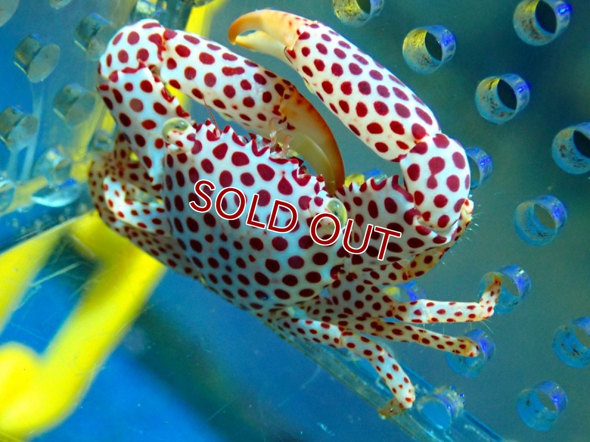 画像3: 【海水魚】可愛い♪ダンゴオコゼ＆トラペツィアクラブ【ペア】（±3.5cm）（サンプル画像）（生体）(海水魚)（サンゴ） (3)