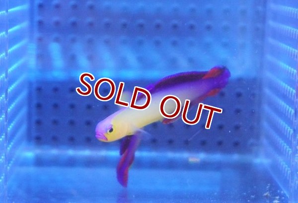 10%OFF対象商品30周年セール】【海水魚・ハゼ】【通販】アケボノハゼ