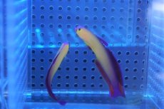 画像3: 【海水魚・ハゼ】【通販】アケボノハゼ（インド洋産/イエロータイプ）【3匹セット】（±6-7cm）（サンプル画像）（生体）(海水魚)（サンゴ） (3)