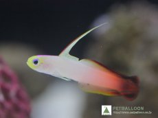 画像1: 【海水魚・ハゼ】ハタタテハゼ【1匹】（サンプル画像）（生体）(海水魚) (1)