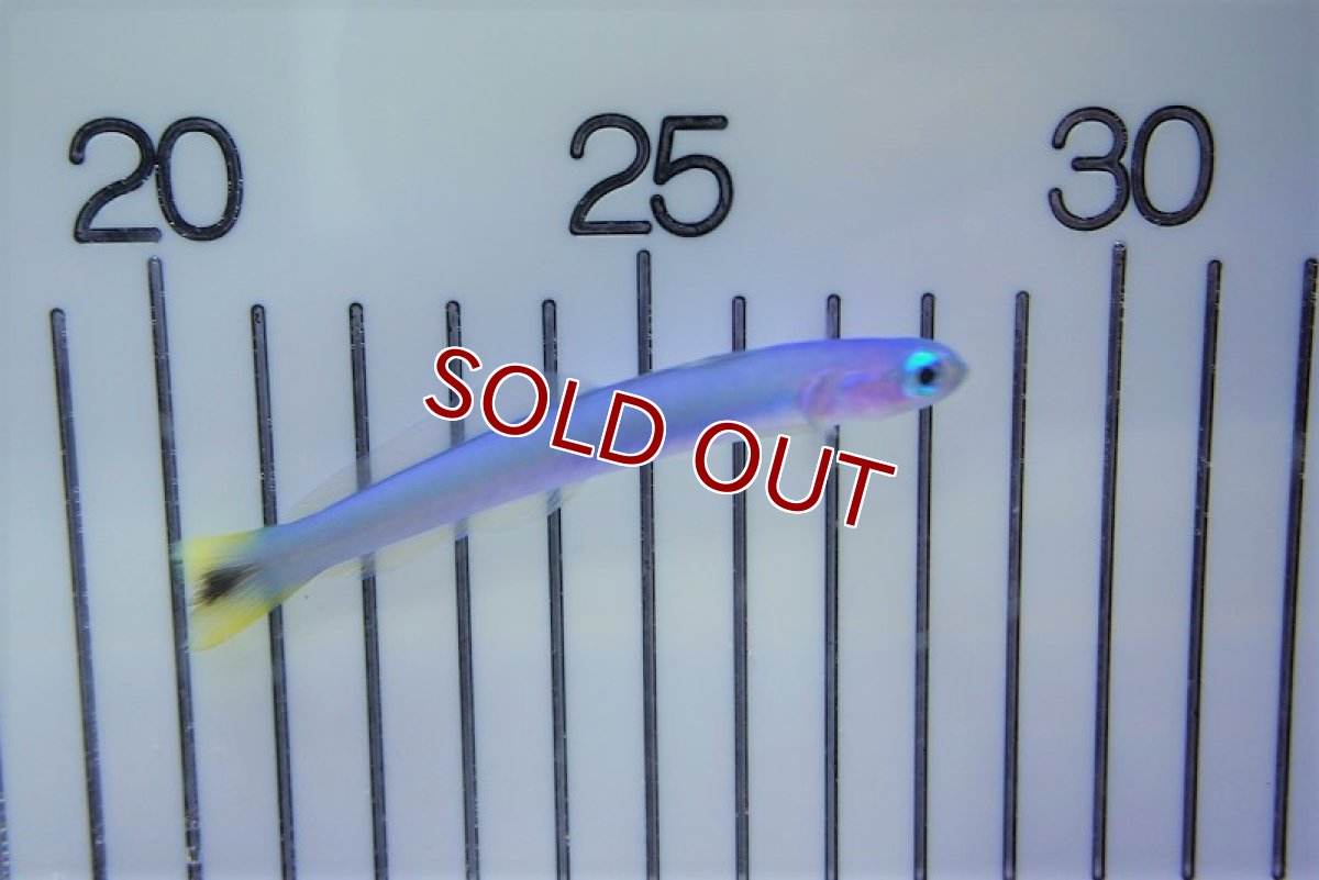 画像2: 【海水魚・ハゼ】オグロクロユリハゼ【1匹】（±7-9cm）（サンプル画像）（生体）(海水魚) (2)