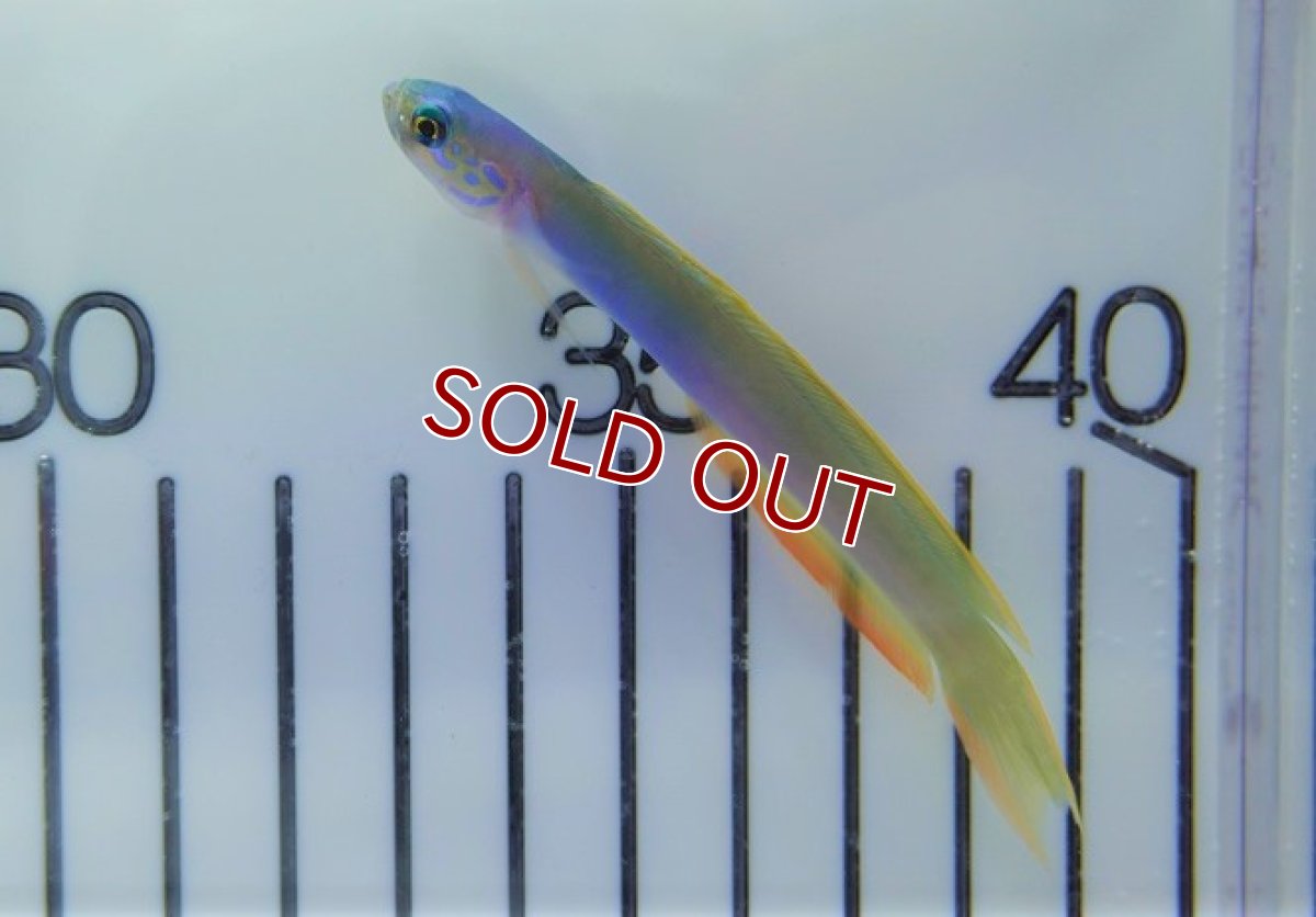 画像1: 【海水魚・ハゼ】イトマンクロユリハゼ【1匹】（±7-9cm）（サンプル画像）（生体）(海水魚) (1)