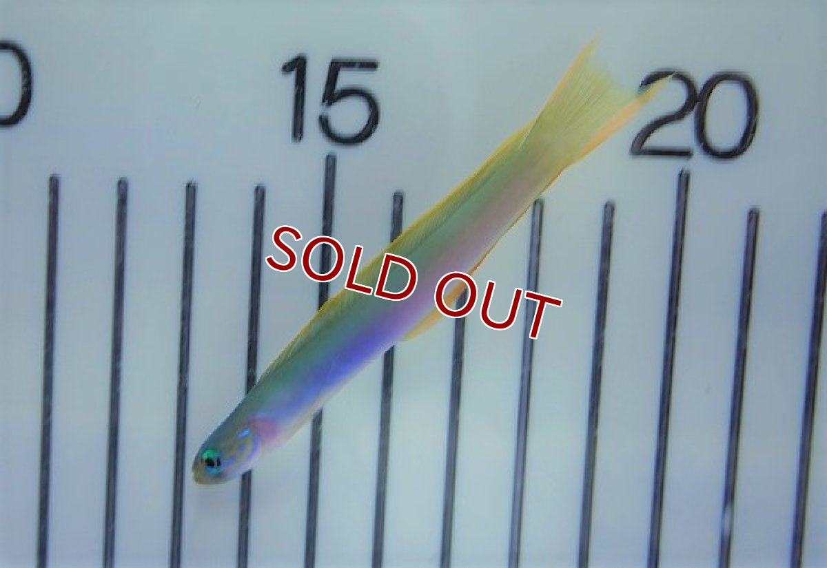 画像2: 【海水魚・ハゼ】イトマンクロユリハゼ【1匹】（±7-9cm）（サンプル画像）（生体）(海水魚) (2)