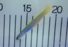 画像2: 【海水魚・ハゼ】イトマンクロユリハゼ【1匹】（±7-9cm）（サンプル画像）（生体）(海水魚) (2)