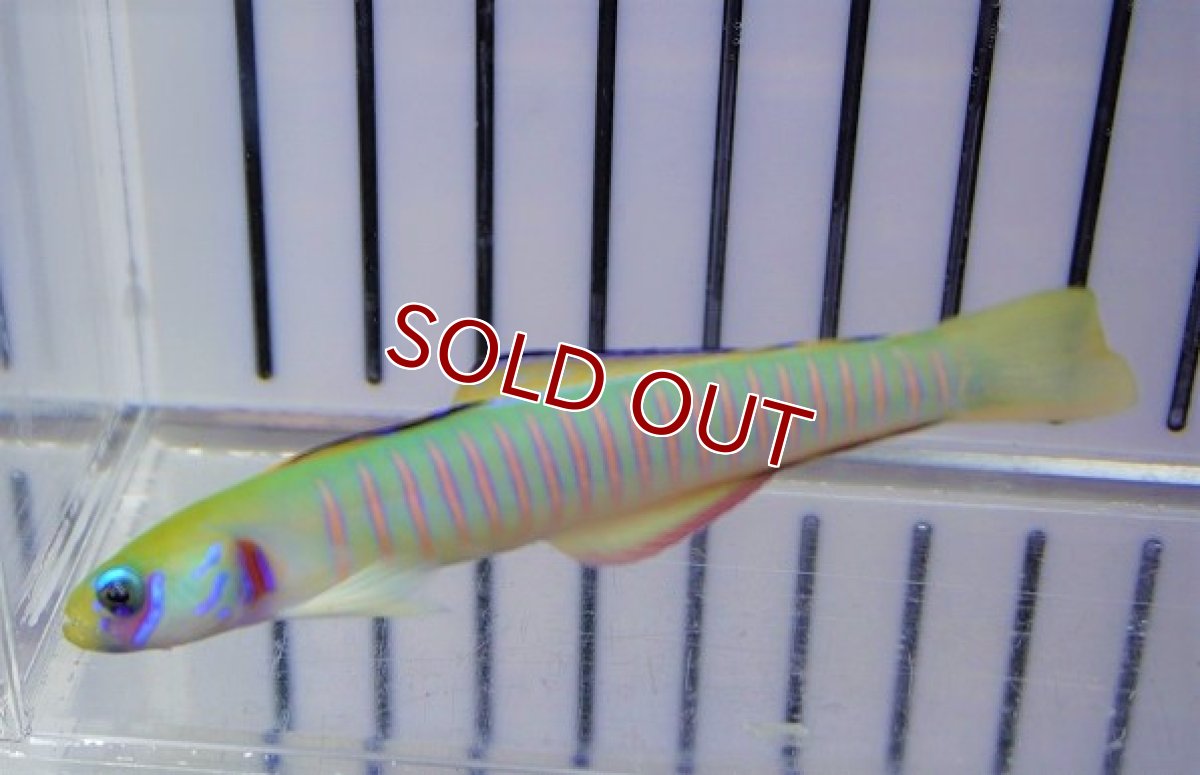 画像2: 【海水魚・ハゼ】ゼブラハゼ（Lサイズ）【1匹】（±9-10cm）（サンプル画像）（生体）(海水魚) (2)