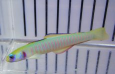 画像2: 【海水魚・ハゼ】【通販】ゼブラハゼ（Lサイズ）【1匹】（±9-10cm）（サンプル画像）（生体）(海水魚) (2)