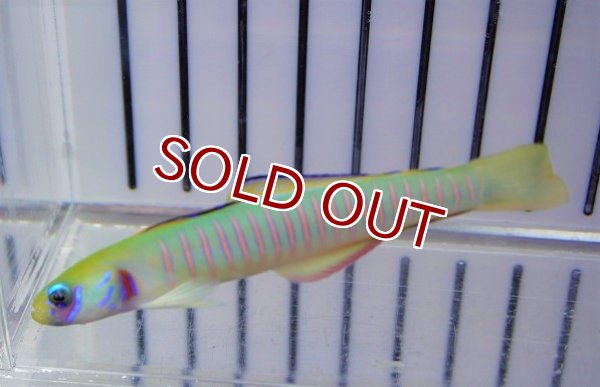 海水魚・ハゼ】ゼブラハゼ（Lサイズ）【1匹】（±9-10cm