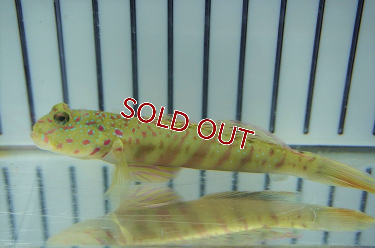 画像2: 【海水魚・ハゼ】オイランハゼ【1匹】（±7-10cm）（サンプル画像）（生体）(海水魚) (2)