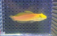 画像1: 【海水魚・ハゼ】【通販】アカネハゼ【1匹】（±6-7cm）（サンプル画像）（生体）(海水魚) (1)