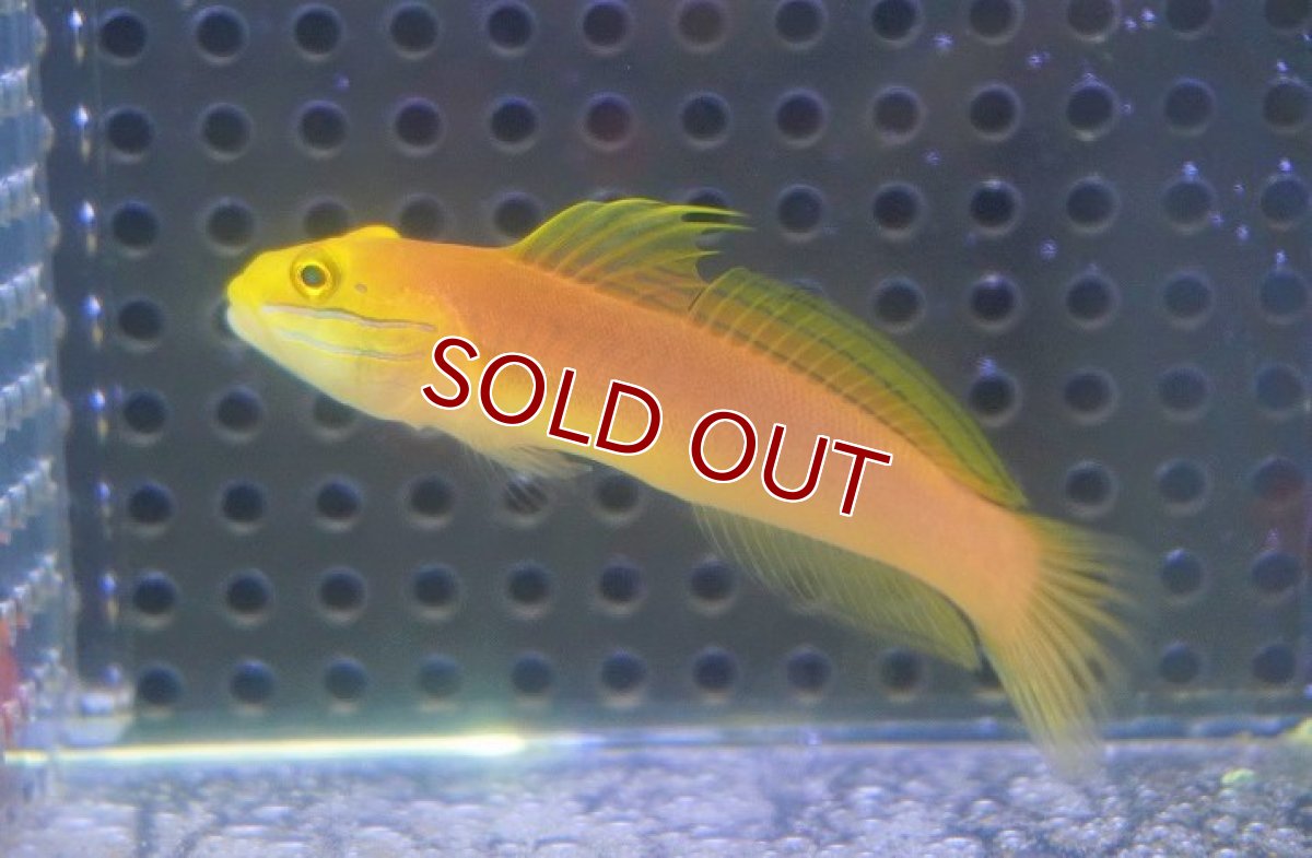 画像2: 【海水魚・ハゼ】アカネハゼ【1匹】（±6-7cm）（サンプル画像）（生体）(海水魚) (2)