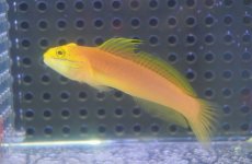 画像2: 【海水魚・ハゼ】【通販】アカネハゼ【1匹】（±6-7cm）（サンプル画像）（生体）(海水魚) (2)