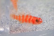 画像1: 【海水魚・ハゼ】キャンディーケインピグミーゴビー【セブ島産】【1匹】（±3cm）（サンプル画像）（生体）(海水魚) (1)