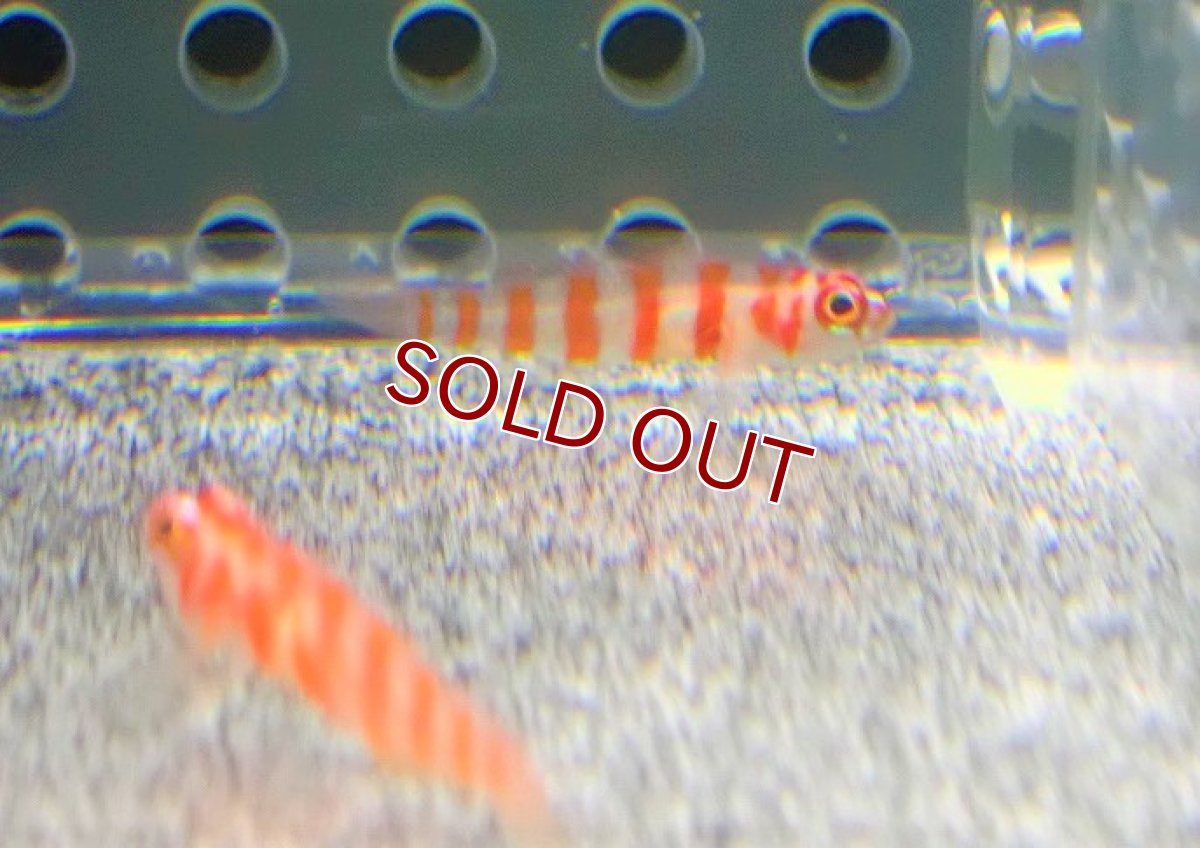 画像2: 【海水魚・ハゼ】キャンディーケインピグミーゴビー【セブ島産】【1匹】（±3cm）（サンプル画像）（生体）(海水魚) (2)