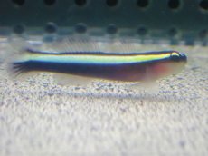 画像1: 【海水魚・ハゼ】バーバーゴビー Ｘ ネオンゴビー（Hyd.)【ブリード】【1匹】（±3-4cm）（サンプル画像）（生体）(海水魚) (1)