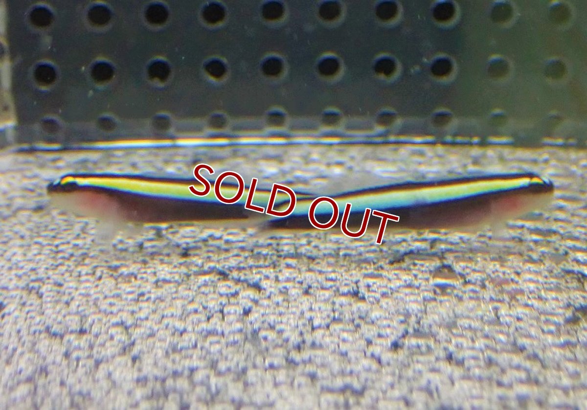 画像2: 【海水魚・ハゼ】バーバーゴビー Ｘ ネオンゴビー（Hyd.)【ブリード】【1匹】（±3-4cm）（サンプル画像）（生体）(海水魚) (2)