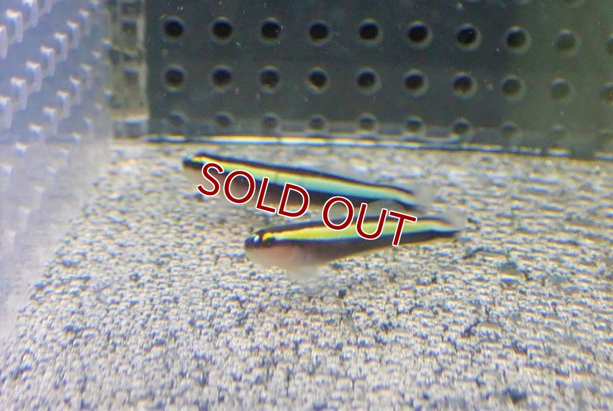 画像3: 【海水魚・ハゼ】バーバーゴビー Ｘ ネオンゴビー（Hyd.)【ブリード】【1匹】（±3-4cm）（サンプル画像）（生体）(海水魚) (3)