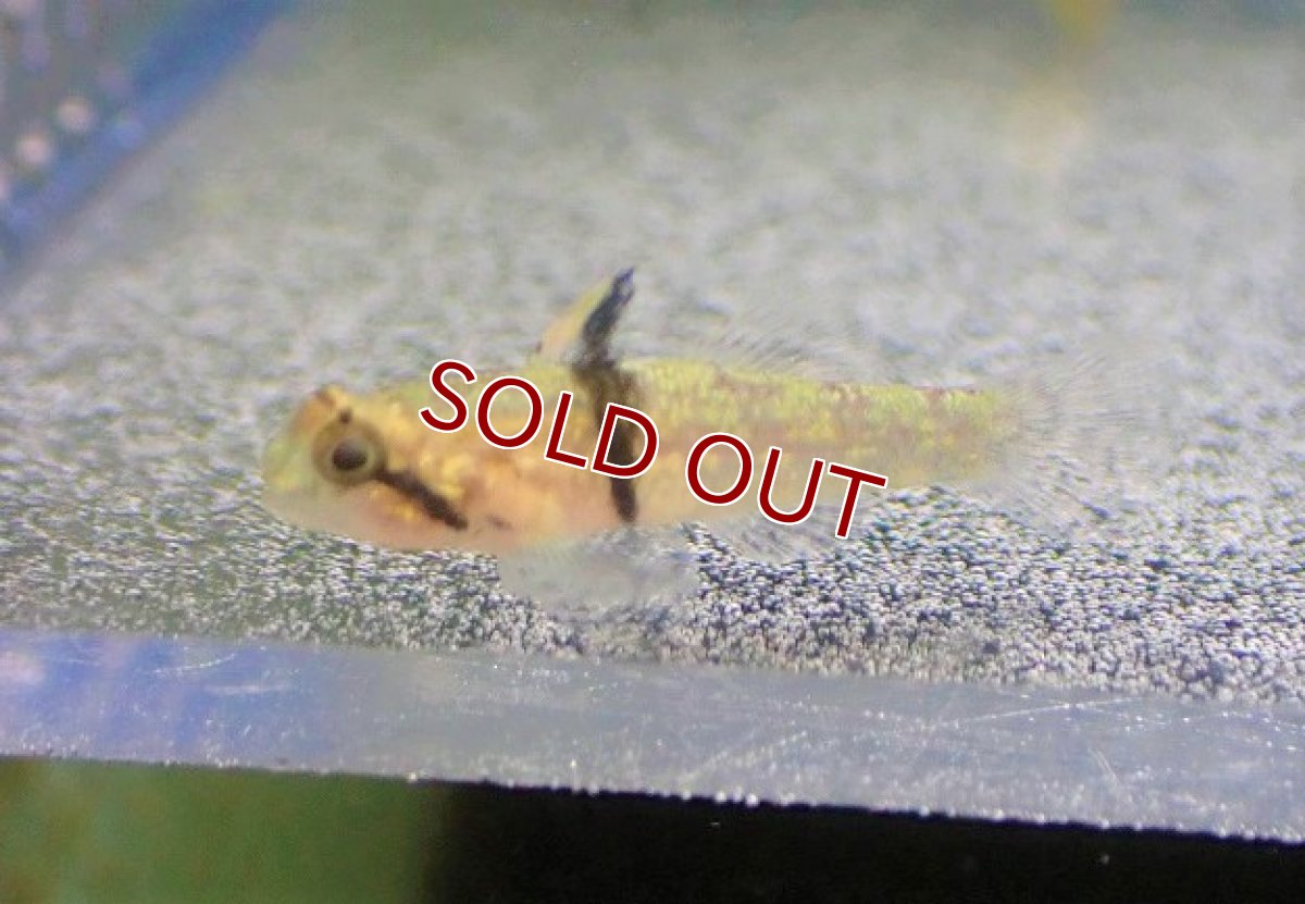 画像2: 【海水魚・ハゼ】タスキヒナハゼ【インド洋産】【1匹】（±3-3.5cm）（サンプル画像）（生体）(海水魚) (2)