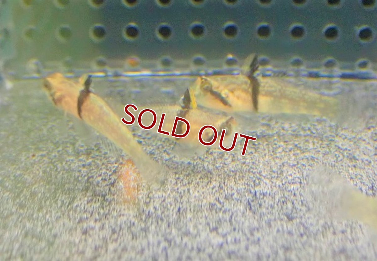 画像3: 【海水魚・ハゼ】タスキヒナハゼ【インド洋産】【1匹】（±3-3.5cm）（サンプル画像）（生体）(海水魚) (3)