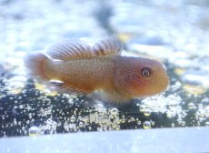 画像1: 【海水魚・ハぜ】【通販】ヨゴレダルマハゼ（セブ島）【1匹】（±2.5-3cm） (サンプル画像）（生体）(海水魚) (1)