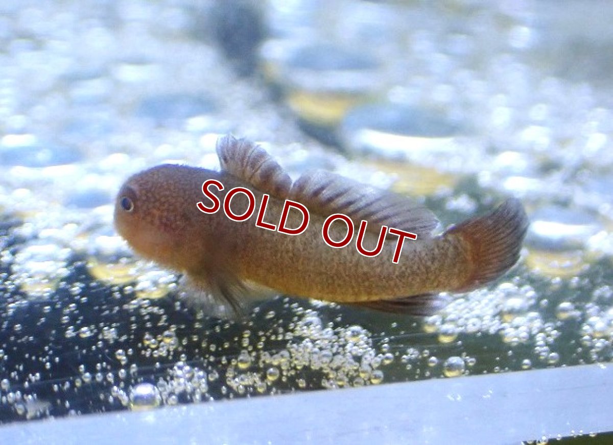 画像2: 【海水魚・ハぜ】ヨゴレダルマハゼ（セブ島）【1匹】（±2.5-3cm） (サンプル画像）（生体）(海水魚) (2)